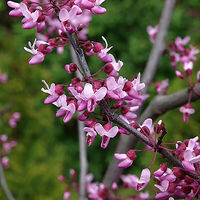 cercis-forst-pancy