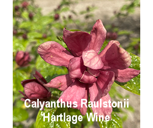 calyanthus-raulstonii-hartlage