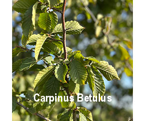 carpinus-betulus-o