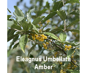 eleagnus-umbellata-amber-o
