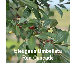 eleagnus-umbellata-red-cascade