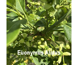 euonymus-alatus-o