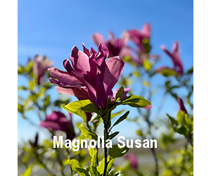 magnolia-susan-o