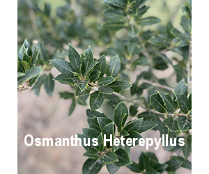osmantus-heterepyllus-o