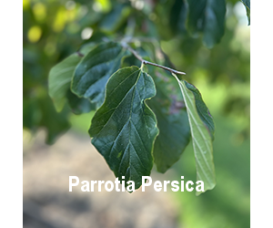 parrotia-persica-o