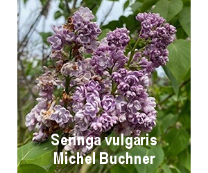 seringa-vulgaris-michel-buchne