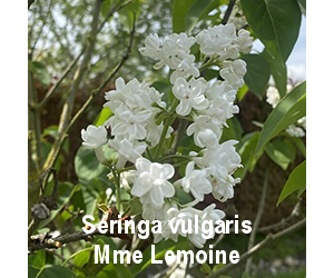 seringa-vulgaris-mme-lemoine-o