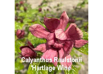 calyanthus-raulstonii-hartlage