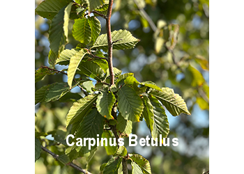carpinus-betulus-o
