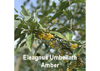 eleagnus-umbellata-amber-o