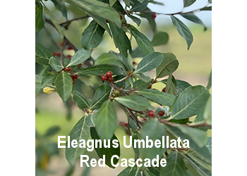 eleagnus-umbellata-red-cascade