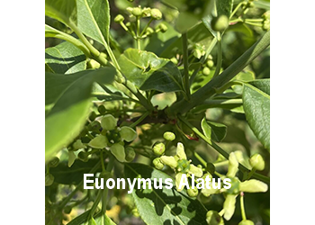 euonymus-alatus-o