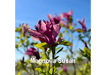 magnolia-susan-o