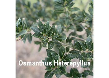 osmantus-heterepyllus-o