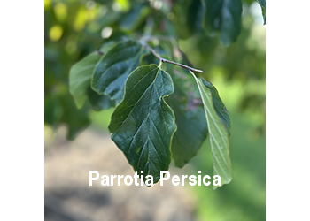 parrotia-persica-o