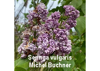 seringa-vulgaris-michel-buchne