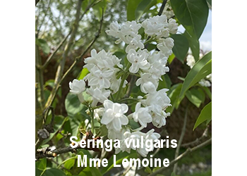 seringa-vulgaris-mme-lemoine-o