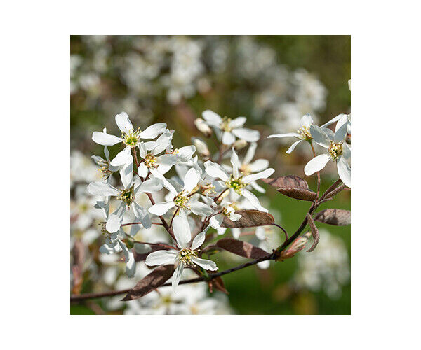 amelanchier-lamarckii