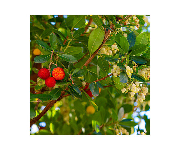 arbutus-unedo