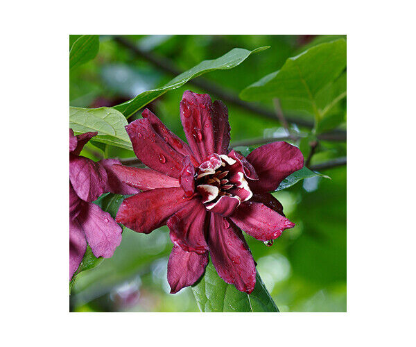 calycanthus-raul-hartlage-wine