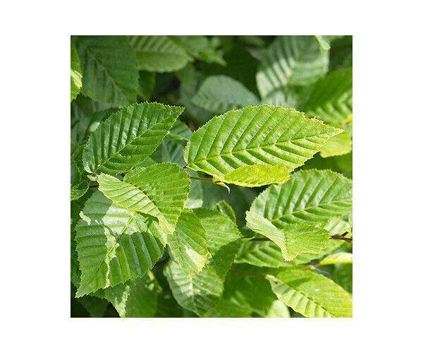 carpinus-betulus
