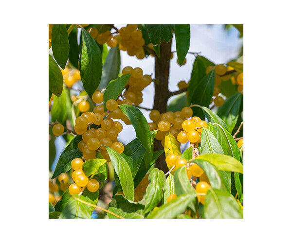 eleagnus-umb-amber
