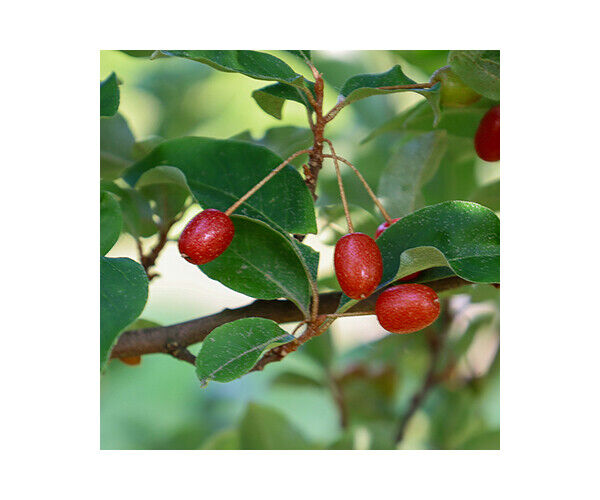 eleagnus-umb-red-cascade