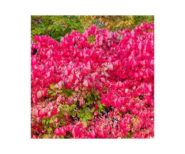euonymus-alatus