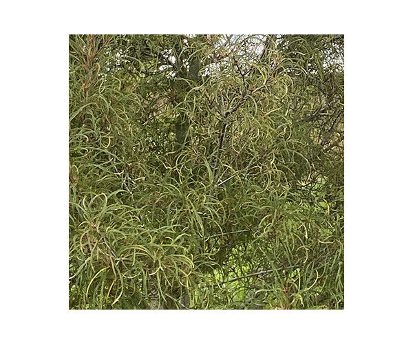 frangula-alnus-aspleniifolia