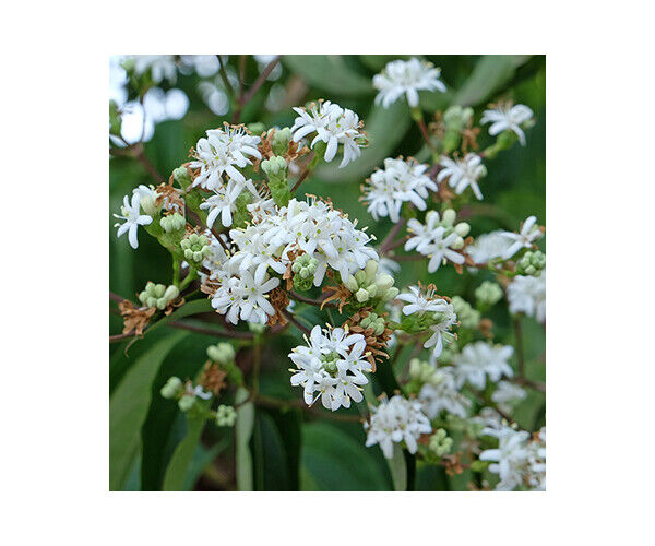 heptacodium-miconodes