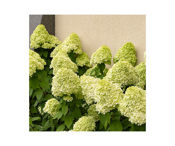 hydrangea-pan-limelight