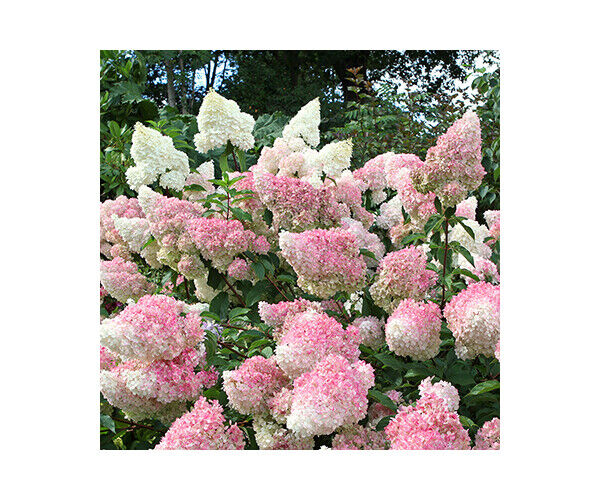 hydrangea-pan-vanille-fraise