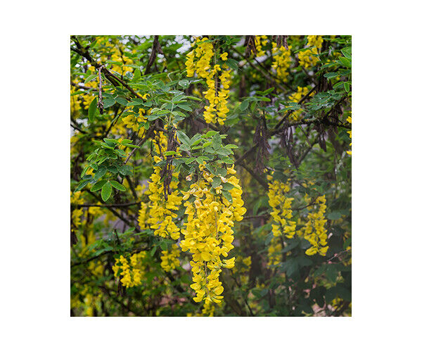 koelreutia-paniculata