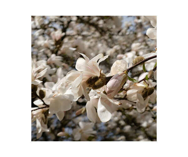 magnolia-loebneri