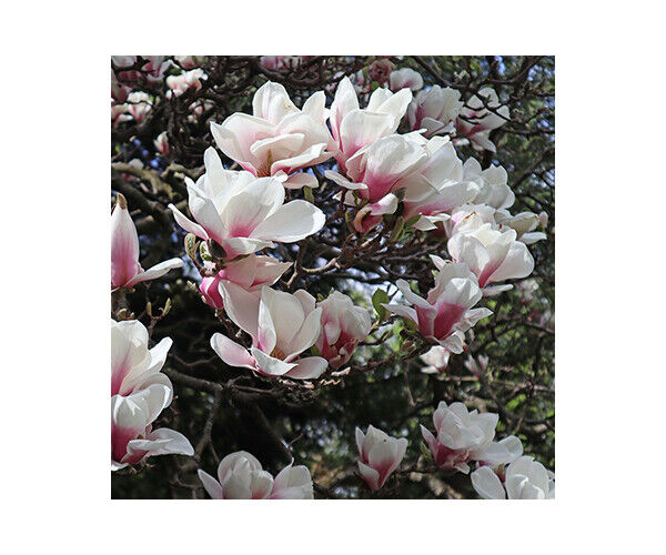 magnolia-soulangeana