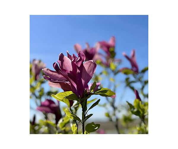 magnolia-susan