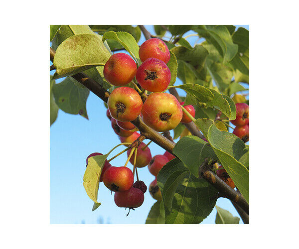 malus-adirondack