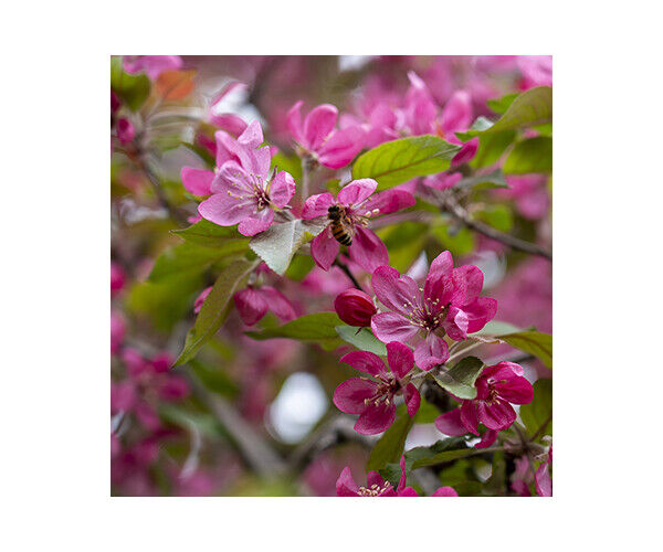malus-toringo
