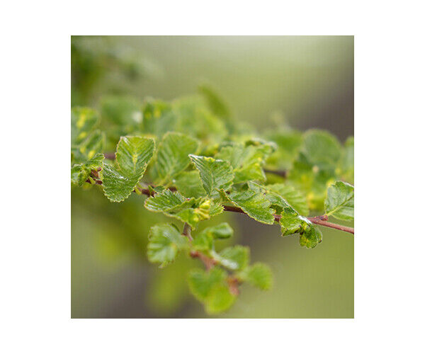 nothofagus