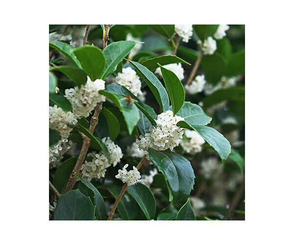 osmanthus-burkwoodii
