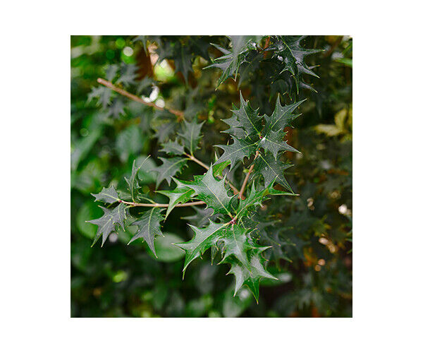 osmanthus-heterophyllus