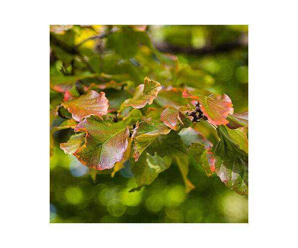 parrotia-persica