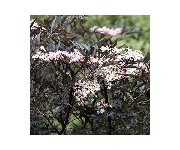 sambucus-nigra