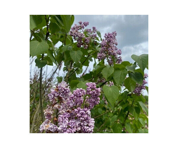seringa-vulgaris-michel-buchne