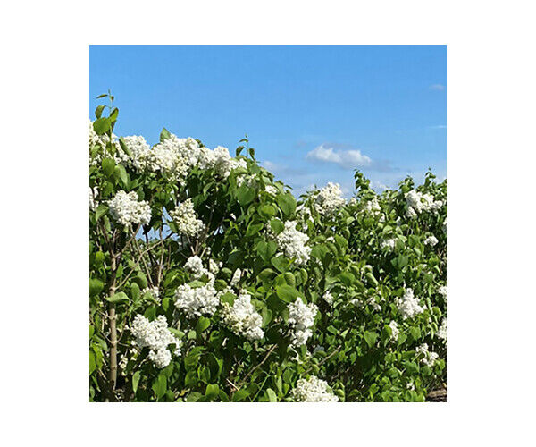 seringa-vulgaris-mme-lemoine