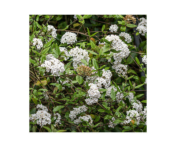 viburnum-burkwoodii