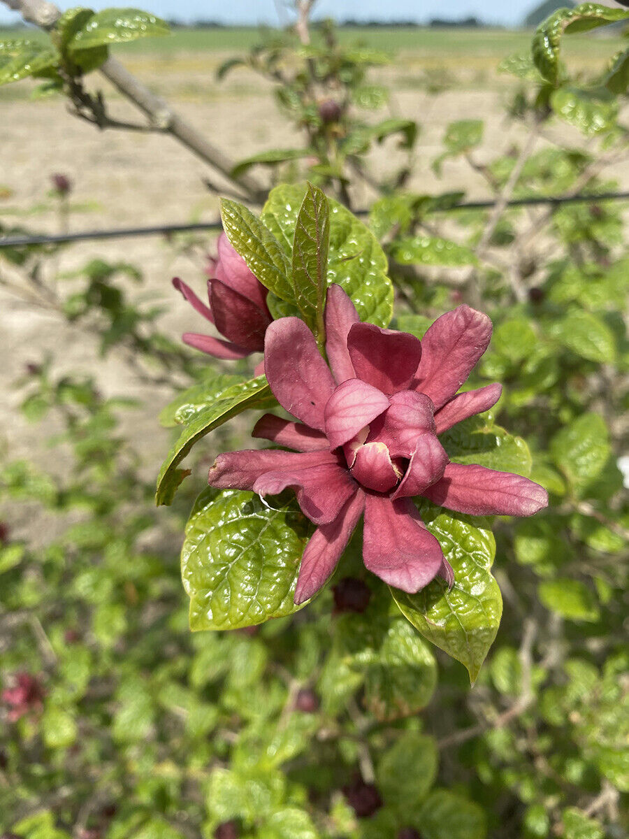 Calycanthus Raulstonii Hartlag