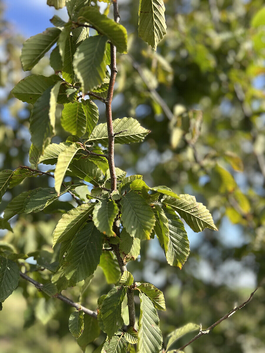 Carpinus Betulus