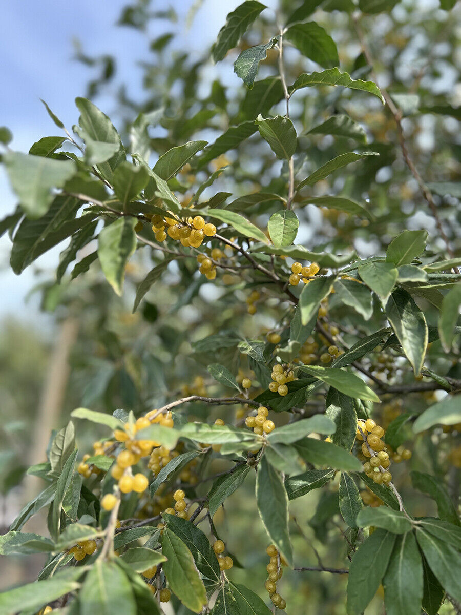 Eleagnus Umbellata Amber