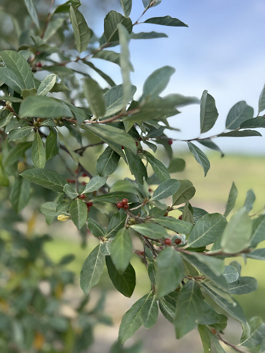Eleagnus Umbellata Red Cascade